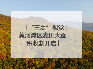 “三夏”视觉｜黄河滩区麦田大面积收割开启