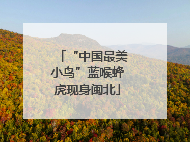 “中国最美小鸟”蓝喉蜂虎现身闽北