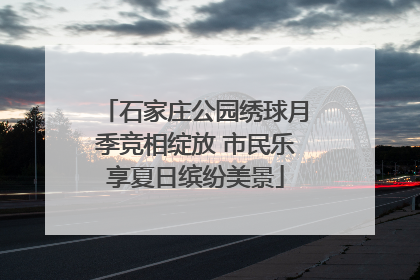 石家庄公园绣球月季竞相绽放 市民乐享夏日缤纷美景