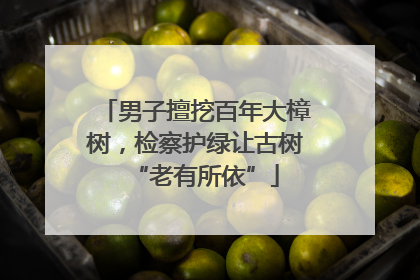 男子擅挖百年大樟树，检察护绿让古树“老有所依”