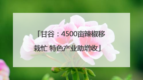 甘谷：4500亩辣椒移栽忙 特色产业助增收