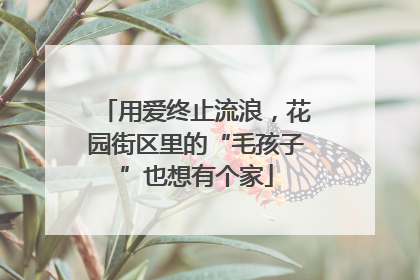 用爱终止流浪，花园街区里的“毛孩子”也想有个家