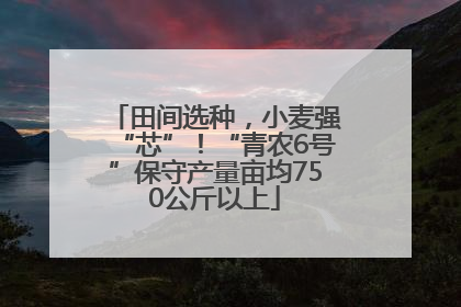 田间选种，小麦强“芯”！“青农6号”保守产量亩均750公斤以上