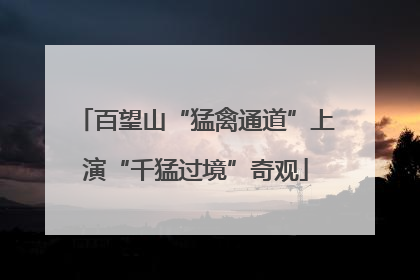 百望山“猛禽通道”上演“千猛过境”奇观