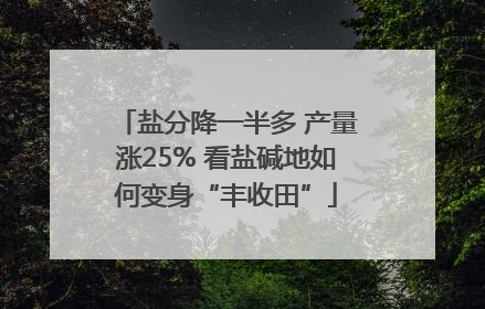 盐分降一半多 产量涨25% 看盐碱地如何变身“丰收田”