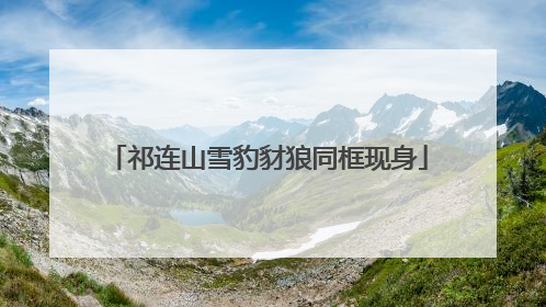 祁连山雪豹豺狼同框现身