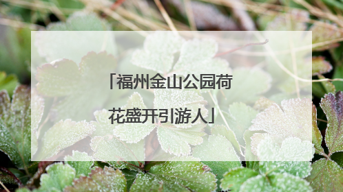 福州金山公园荷花盛开引游人
