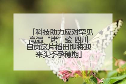 科技助力应对罕见高温“烤”验 四川自贡这片稻田即将迎来头季孕穗期