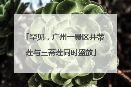 罕见，广州一景区并蒂莲与三蒂莲同时盛放
