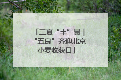 三夏“丰”景｜“五良”齐迎北京小麦收获日