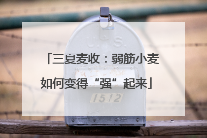 三夏麦收：弱筋小麦如何变得“强”起来