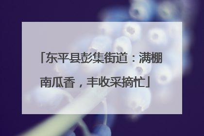 东平县彭集街道：满棚南瓜香，丰收采摘忙