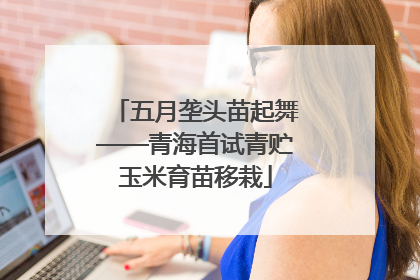 五月垄头苗起舞——青海首试青贮玉米育苗移栽