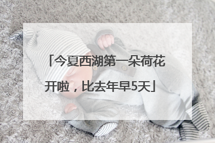 今夏西湖第一朵荷花开啦，比去年早5天