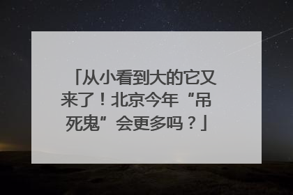 从小看到大的它又来了！北京今年“吊死鬼”会更多吗？