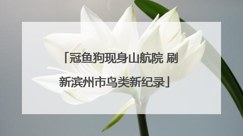 冠鱼狗现身山航院 刷新滨州市鸟类新纪录