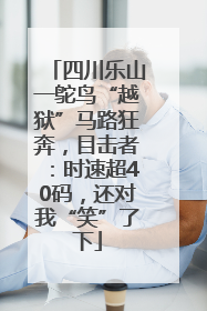四川乐山一鸵鸟“越狱”马路狂奔，目击者：时速超40码，还对我“笑”了下