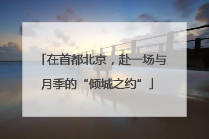 在首都北京，赴一场与月季的“倾城之约”