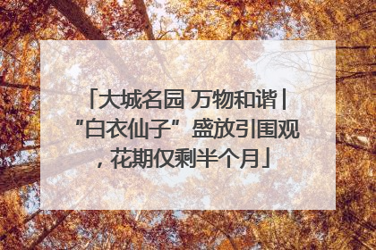 大城名园 万物和谐│“白衣仙子”盛放引围观，花期仅剩半个月