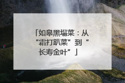 如皋黑塌菜：从“霜打趴菜”到“长寿金叶”