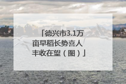德兴市3.1万亩早稻长势喜人 丰收在望（图）