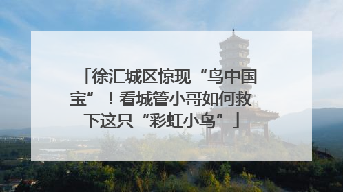 徐汇城区惊现“鸟中国宝”！看城管小哥如何救下这只“彩虹小鸟”
