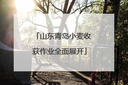 山东青岛小麦收获作业全面展开