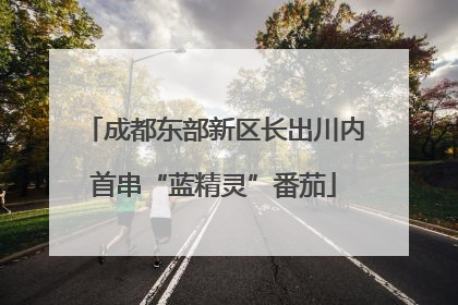 成都东部新区长出川内首串“蓝精灵”番茄