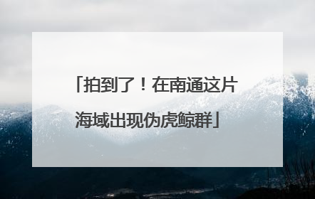 拍到了！在南通这片海域出现伪虎鲸群