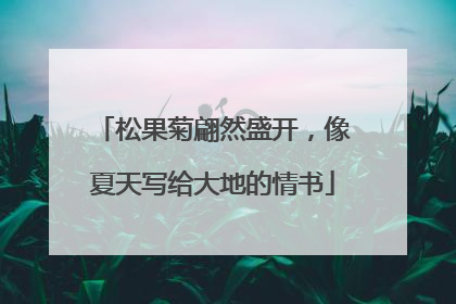 松果菊翩然盛开，像夏天写给大地的情书