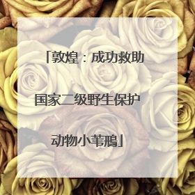 敦煌：成功救助国家二级野生保护动物小苇鳽