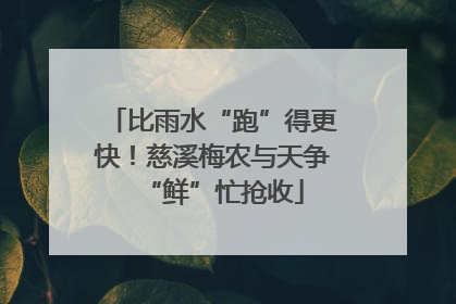 比雨水“跑”得更快！慈溪梅农与天争“鲜”忙抢收