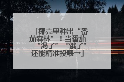 椰壳里种出“番茄森林”！当番茄“渴了”“饿了”还能精准投喂→