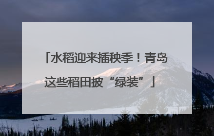 水稻迎来插秧季！青岛这些稻田披“绿装”