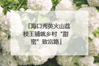 海口秀英火山荔枝王铺就乡村“甜蜜”致富路