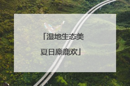 湿地生态美 夏日麋鹿欢