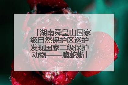 湖南舜皇山国家级自然保护区巡护发现国家二级保护动物——脆蛇蜥