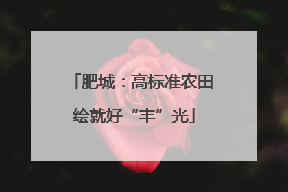 肥城：高标准农田绘就好“丰”光