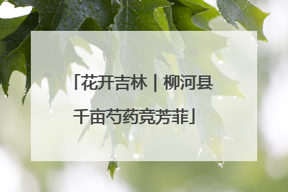 花开吉林｜柳河县千亩芍药竞芳菲