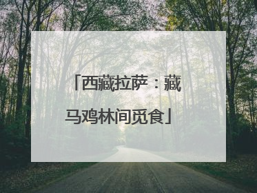 西藏拉萨：藏马鸡林间觅食