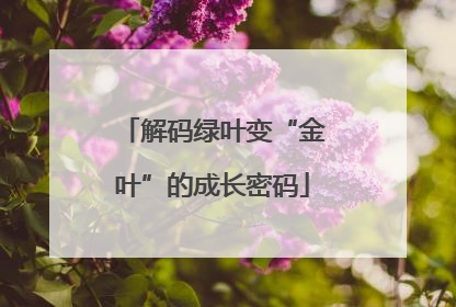 解码绿叶变“金叶”的成长密码