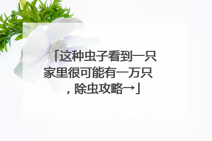 这种虫子看到一只家里很可能有一万只，除虫攻略→