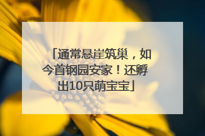 通常悬崖筑巢，如今首钢园安家！还孵出10只萌宝宝
