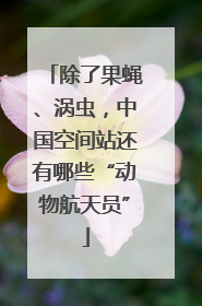 除了果蝇、涡虫，中国空间站还有哪些“动物航天员”