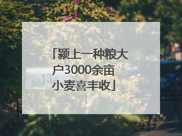 颍上一种粮大户3000余亩小麦喜丰收