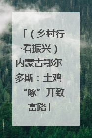 （乡村行·看振兴）内蒙古鄂尔多斯：土鸡“啄”开致富路