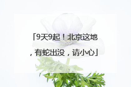 9天9起！北京这地，有蛇出没，请小心